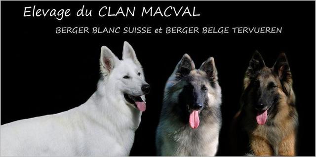Elevage CLAN MACVAL Bergers Blancs suisses Bergers Belges *