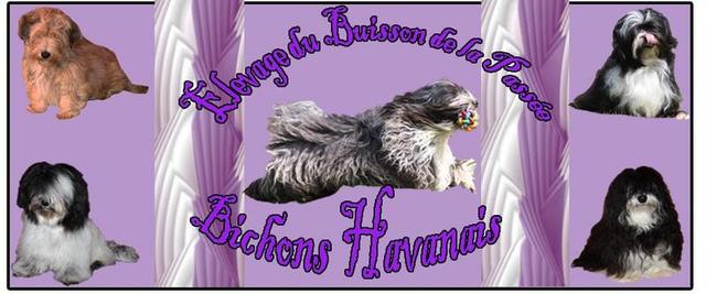 Elevage BUISSON DE LA PASSEE Bichon Havanais*