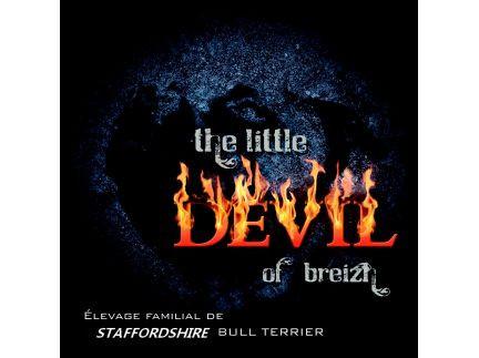 Elevage THE LITTLE DEVIL OF BREIZH Staffordshire Bull Terrier*