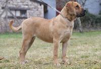 Elevage DES TERRES D'EUROPE Dogo Canario Staffordshire Bull Terrier *