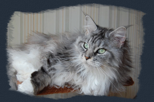 Chatterie SHAGS OF SASKATOON CATTERY Maine Coon *