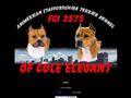 Elevage OF COLE ELEGANT American Staffordshires Terrier Serbia *