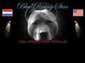 Elevage BLUE RISING STAR AST American Staffordshire Terrier Holland