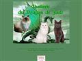 Chatterie DU DRAGON DE JADE Sacré de Birmanie, Chartreux, British longhair *