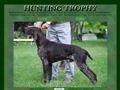 Elevage HUNTING TROPHY German Shorthaired pointer & Perdigueiro Portugues Romania*