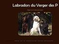 Elevage DU VERGER DES PLAINES Labradors