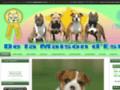 Elevage DE LA MAISON D ESTES American Staffordshire Terrier