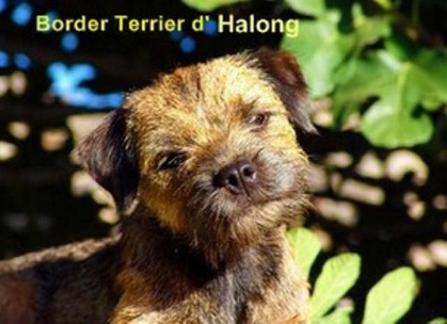 Elevage D HALONG Border Terrier