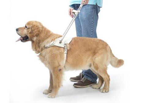 AVEUGLE école & association chien guide d'aveugle