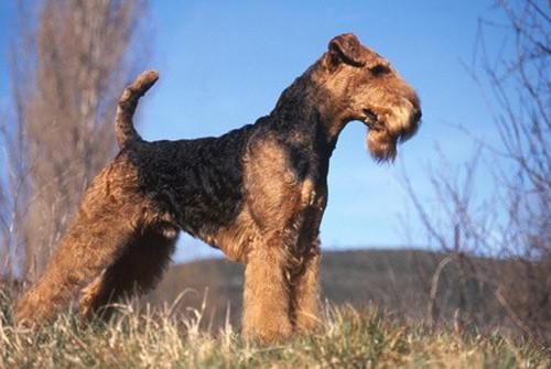 Elevage d'Airedale Terrier
