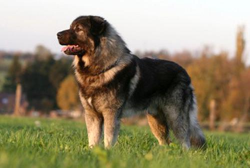 Elevage de chien de berger yougoslave de Charplanina