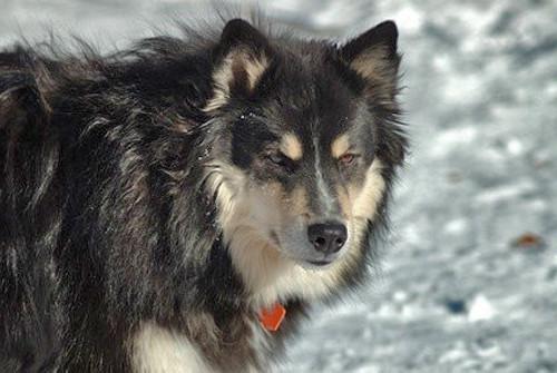 Elevage de chien finnois de Laponie