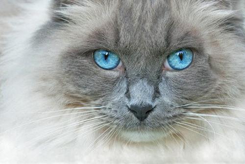 Elevage d'Ojos Azules