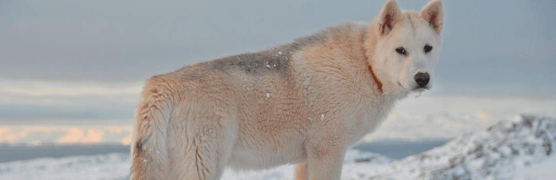 Elevage de chien du Groenland ou Groënlandais