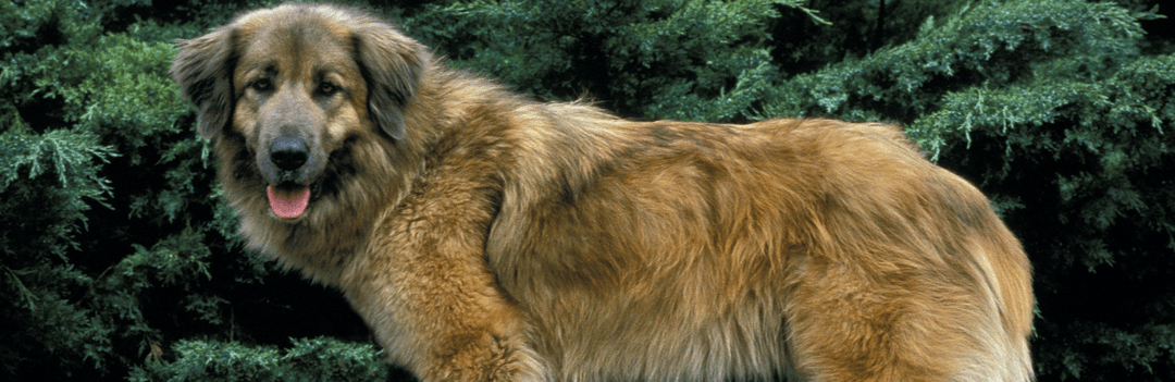 Elevage de chien de la Serra Da Estrela ou chien de montagne portugais