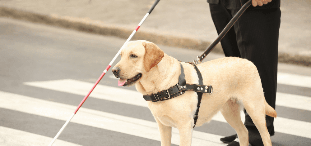 AVEUGLE école & association chien guide d'aveugle