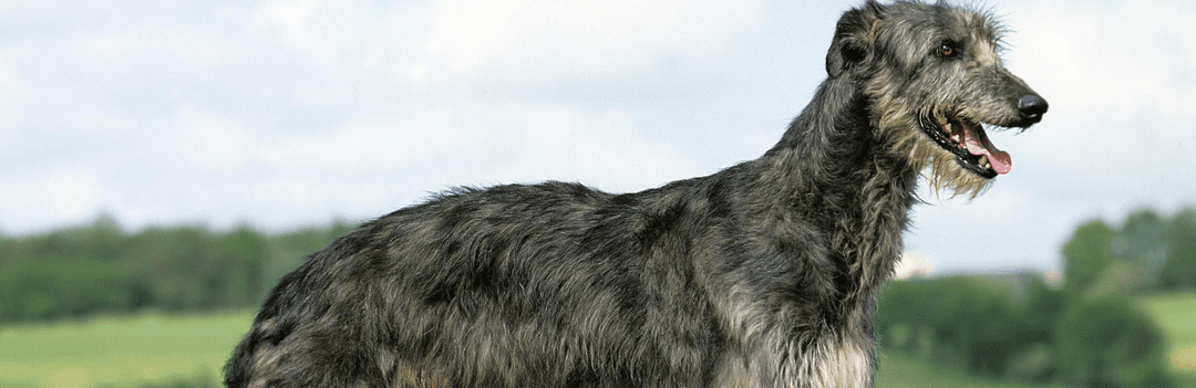 Elevage de Lévrier écossais ou Deerhound