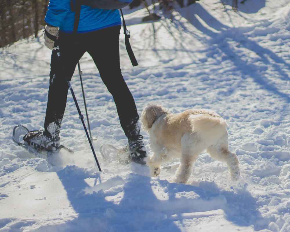 Promener son chien dans la neige