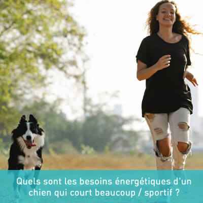 Quels sont les besoins énergétiques d'un chien qui court beaucoup / sportif ?