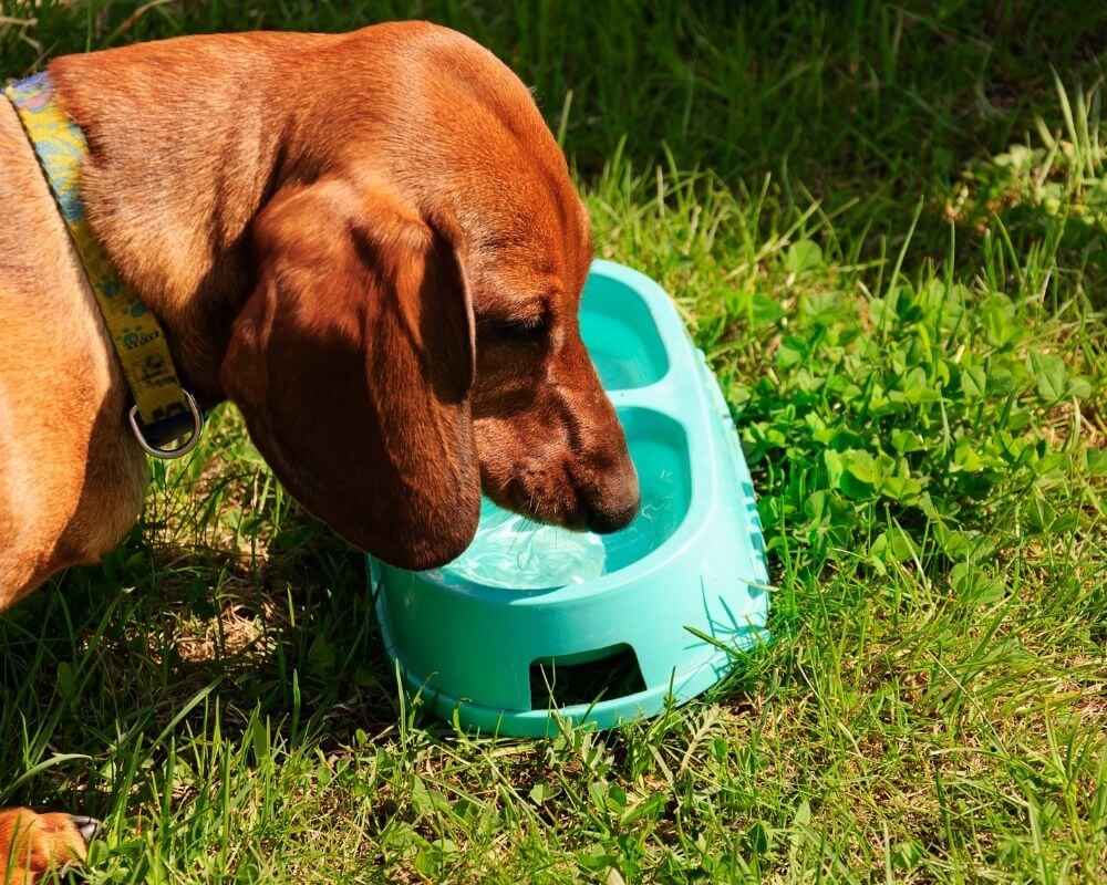 Pourquoi un chien boit son urine ?