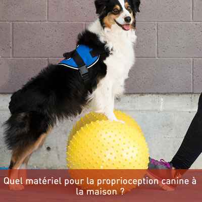 Quel matériel pour la proprioception canine à la maison ?