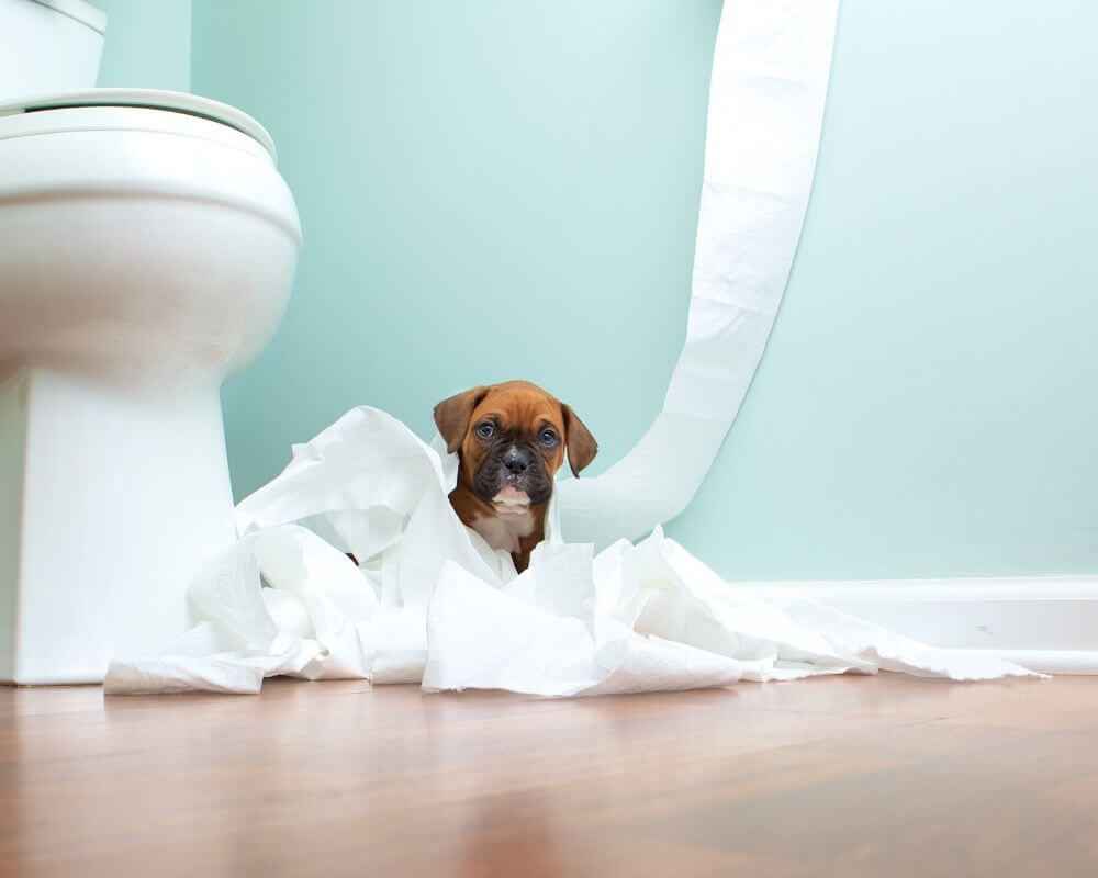 Comment faire des toilettes pour chien ?