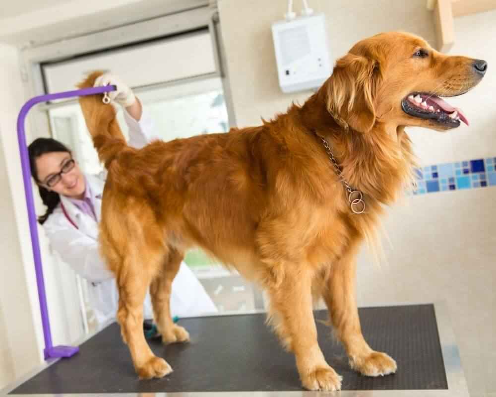 Comment purger les glandes anales du chien ?
