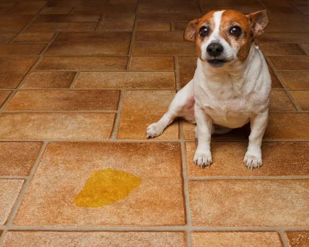 Dissuader un chien d'uriner dans la maison