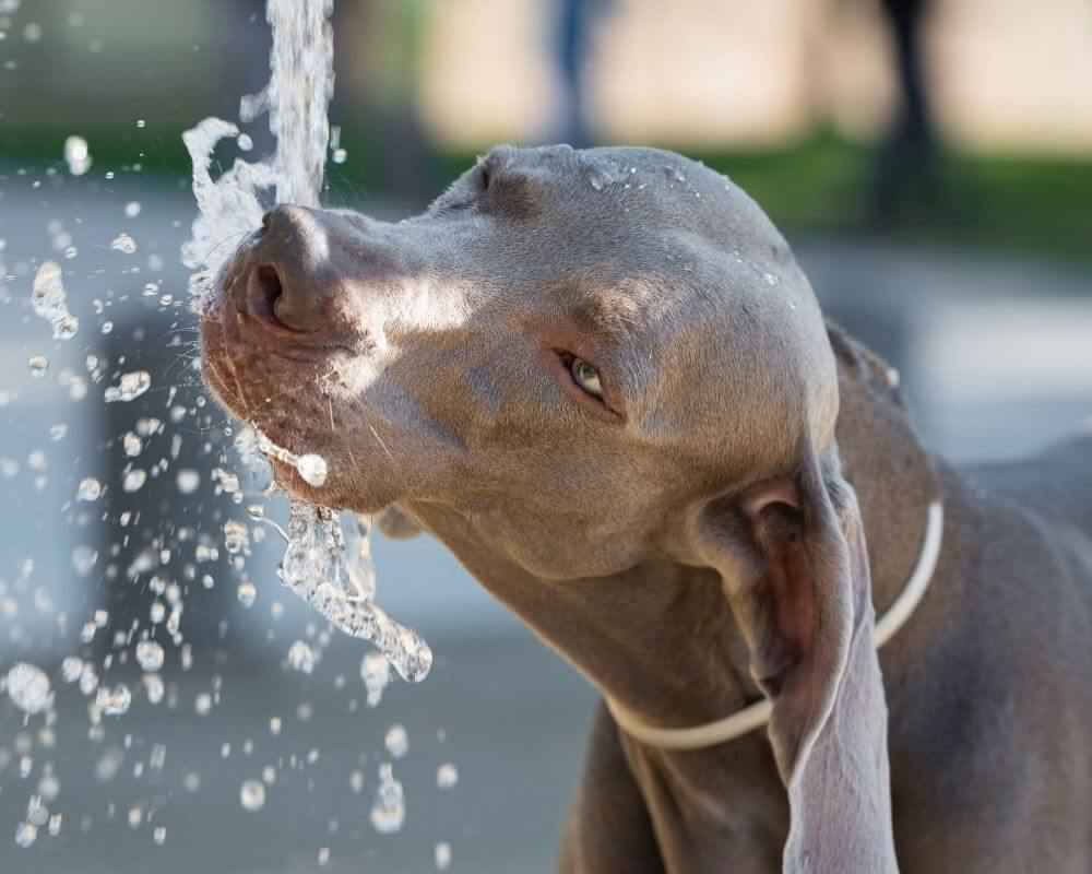 Quelle eau donner à mon chien ?