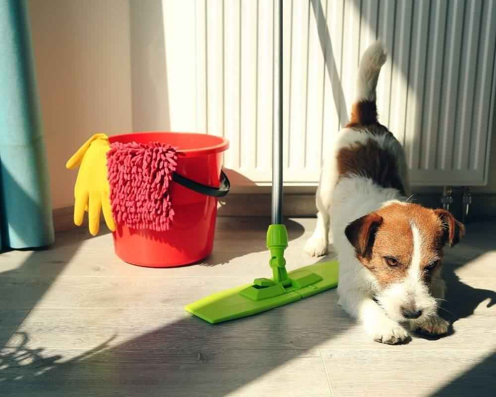 Quel produit pour nettoyer pipi chien ?
