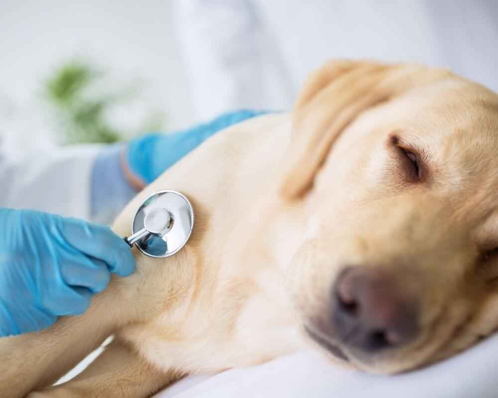 Qu’est-ce que la leptospirose chez le chien ?