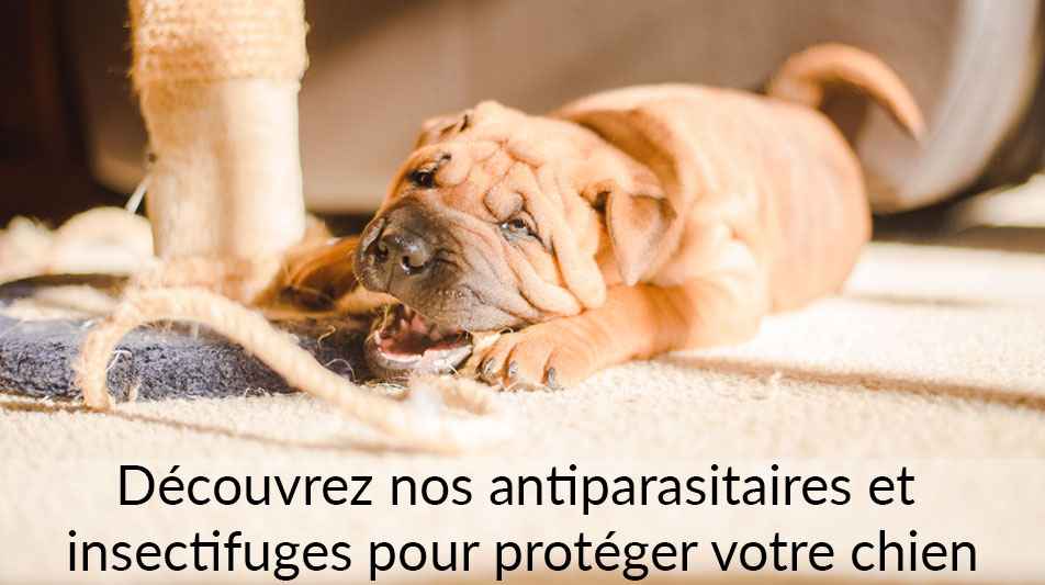 Antiparasitaire insectifuge pour chiens