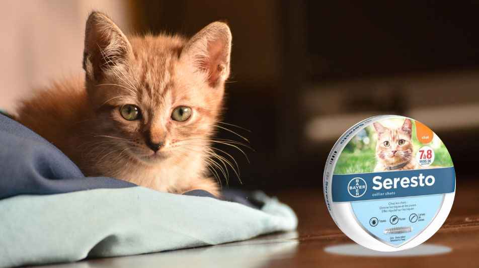 Bayer pour chat