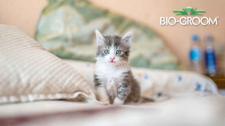 Bio groom produits de soins pour animaux