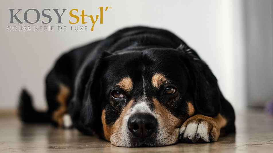 Kosy styl coussins pour chiens