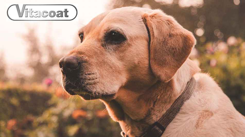 Vitacoat produit nettoyant pour les yeux de chien