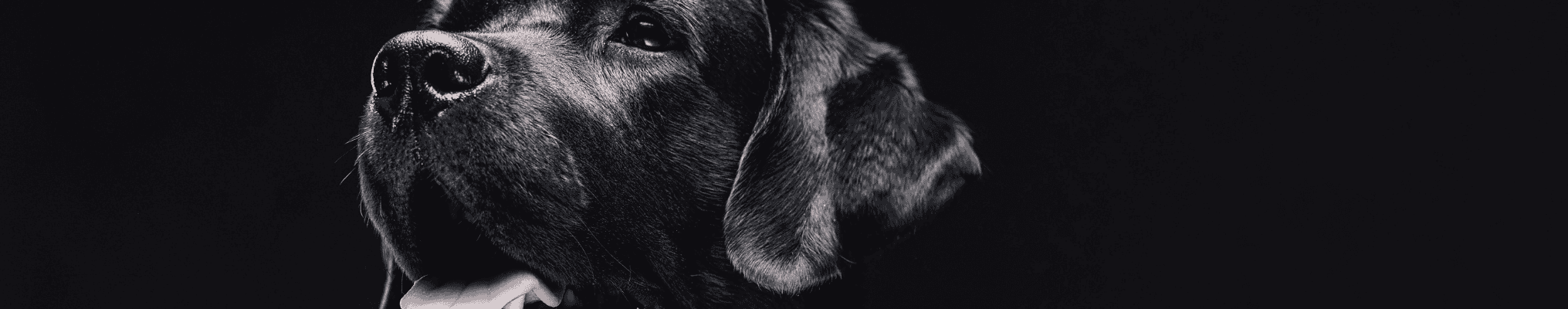 Croquettes pour chien