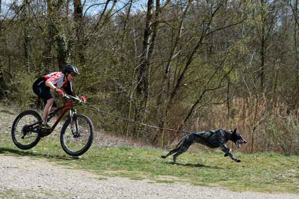 Test de la barre de trait Bike Antenna Non-Stop dogwear