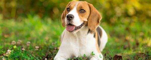 Manteau chien beagle