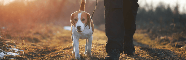 Promenade : comment faire pour que mon chien ne s’enfuit pas ?