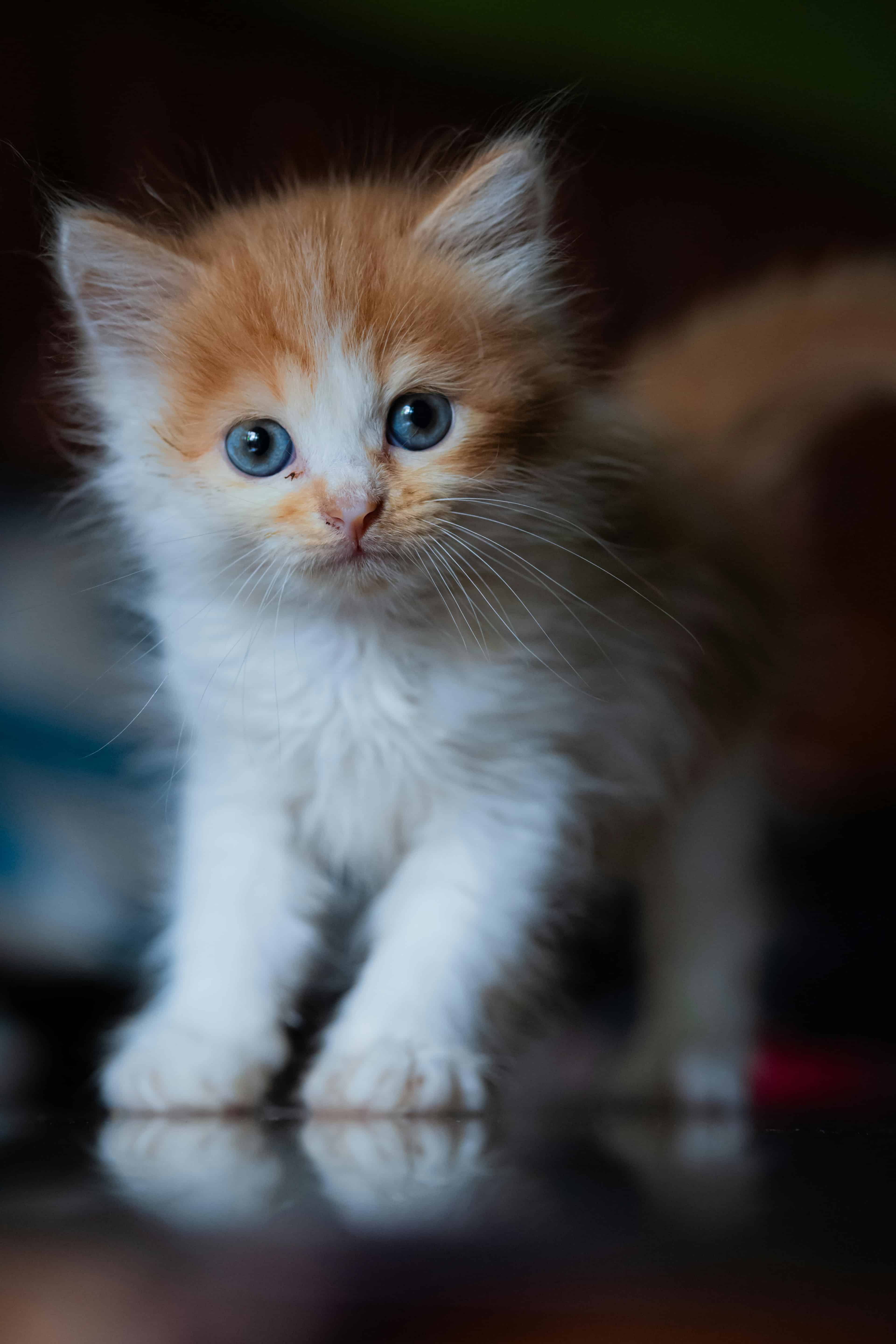 Pour chaton