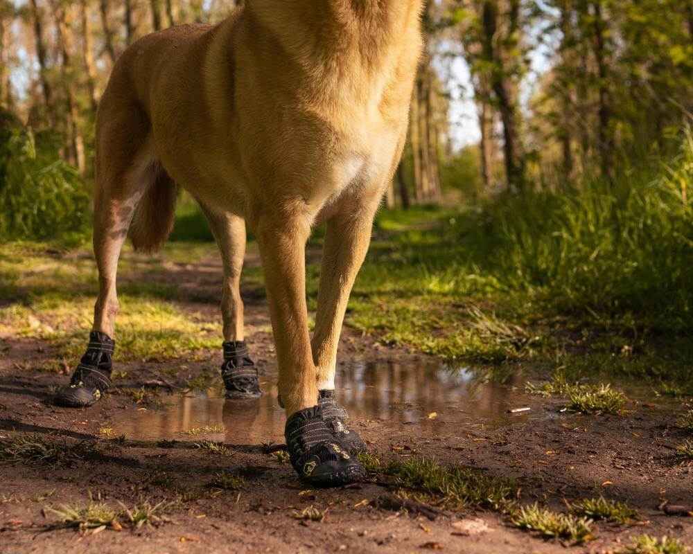 Quelle bottine de chien pour sol humide ?