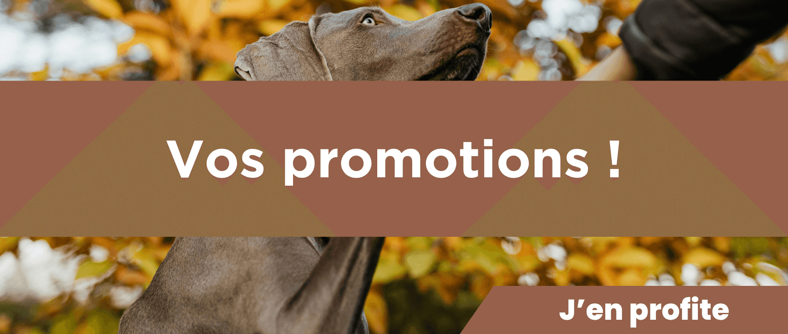 Promotions chiens et chats