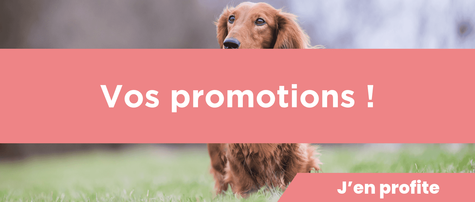 Promotions chiens et chats