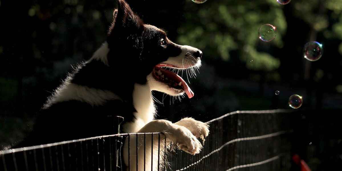Comment garder un chien sans clôture ?