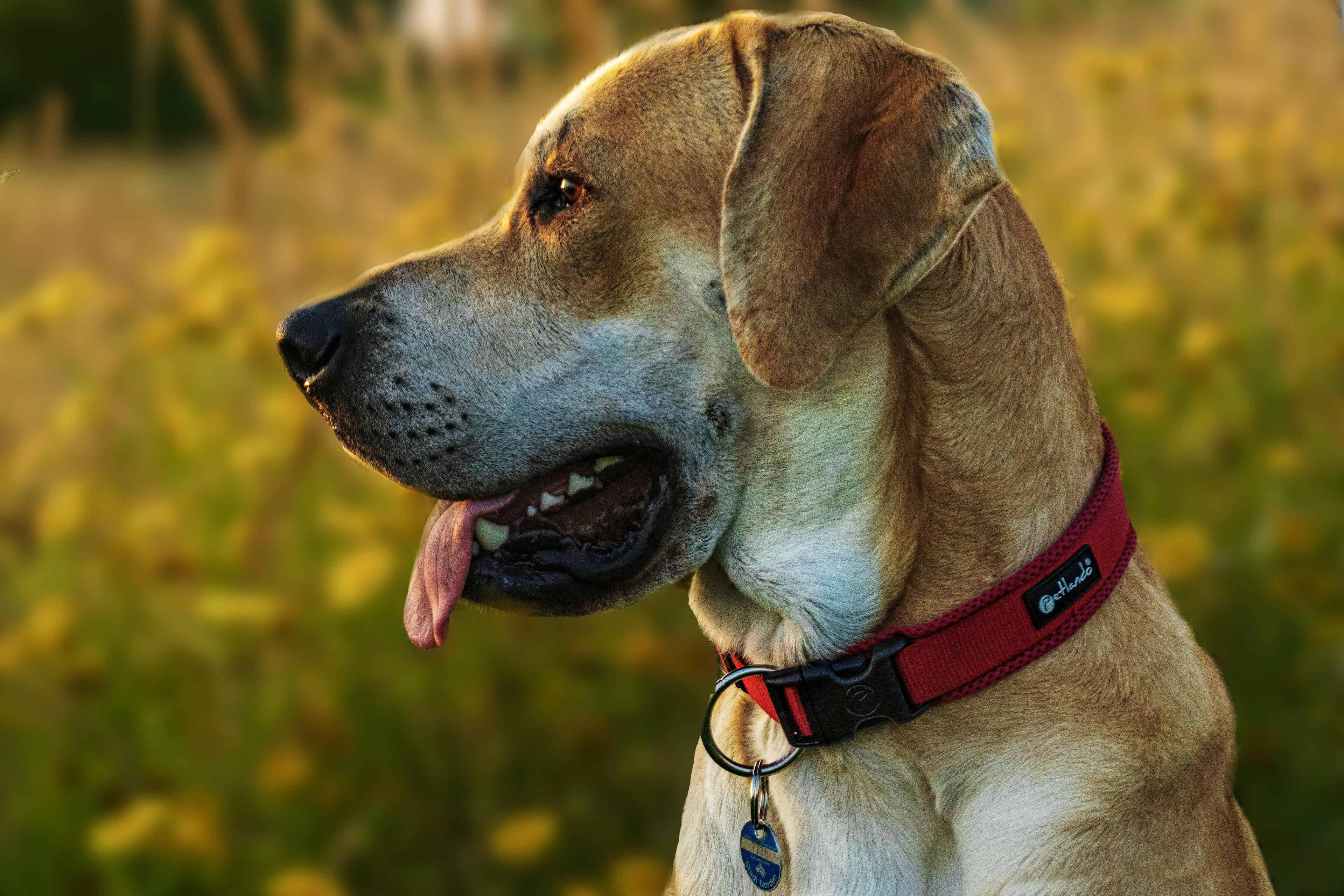 Pourquoi opter pour une niche isolée quand votre chien vit dehors