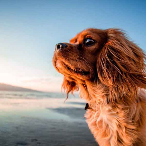 Vacances avec son chien: choisir une destination Dog Friendly