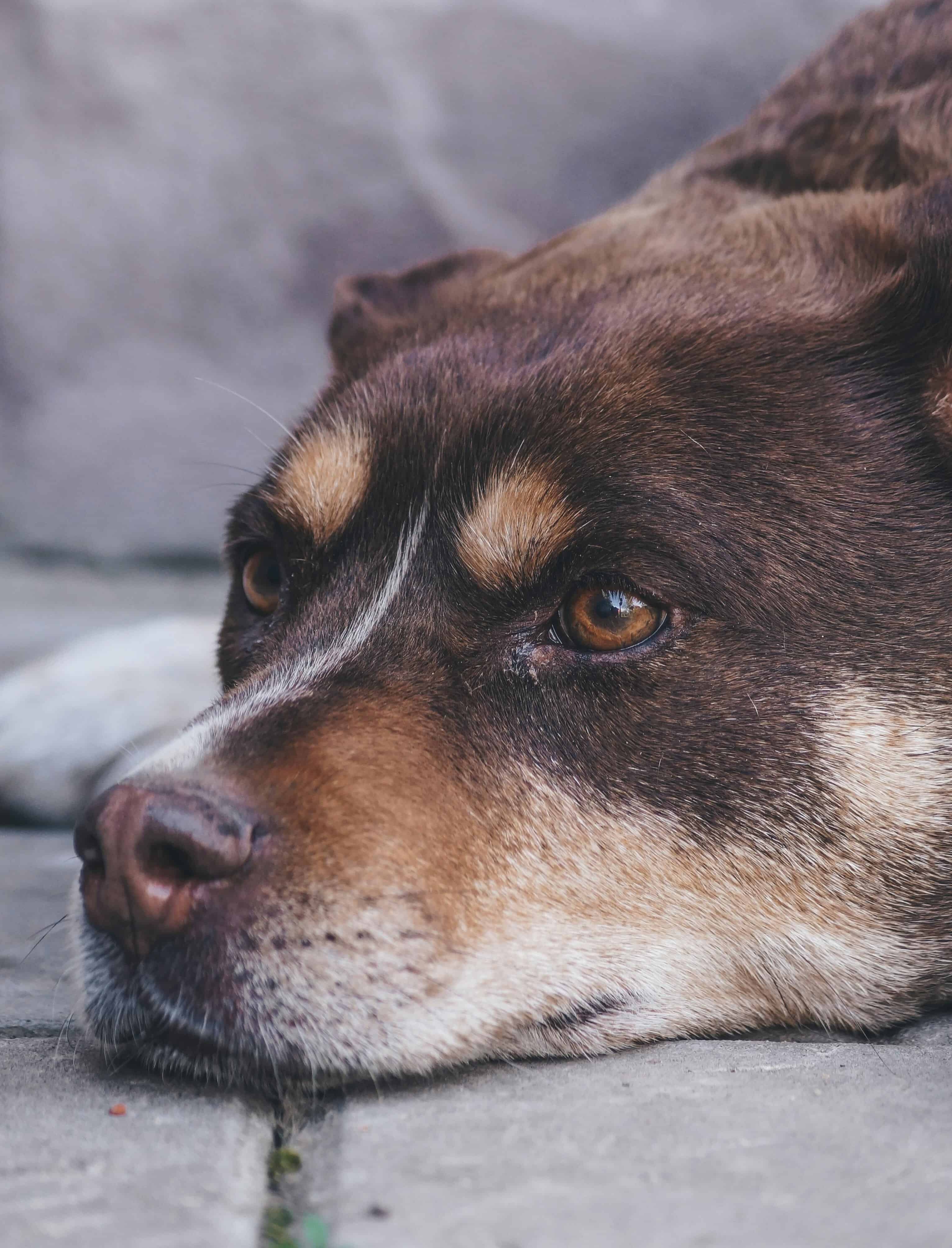 Quand les poils de chien ne repoussent pas : l'alopécie post-tonte