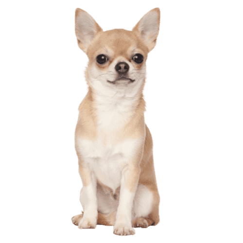 Muselière Chihuahua