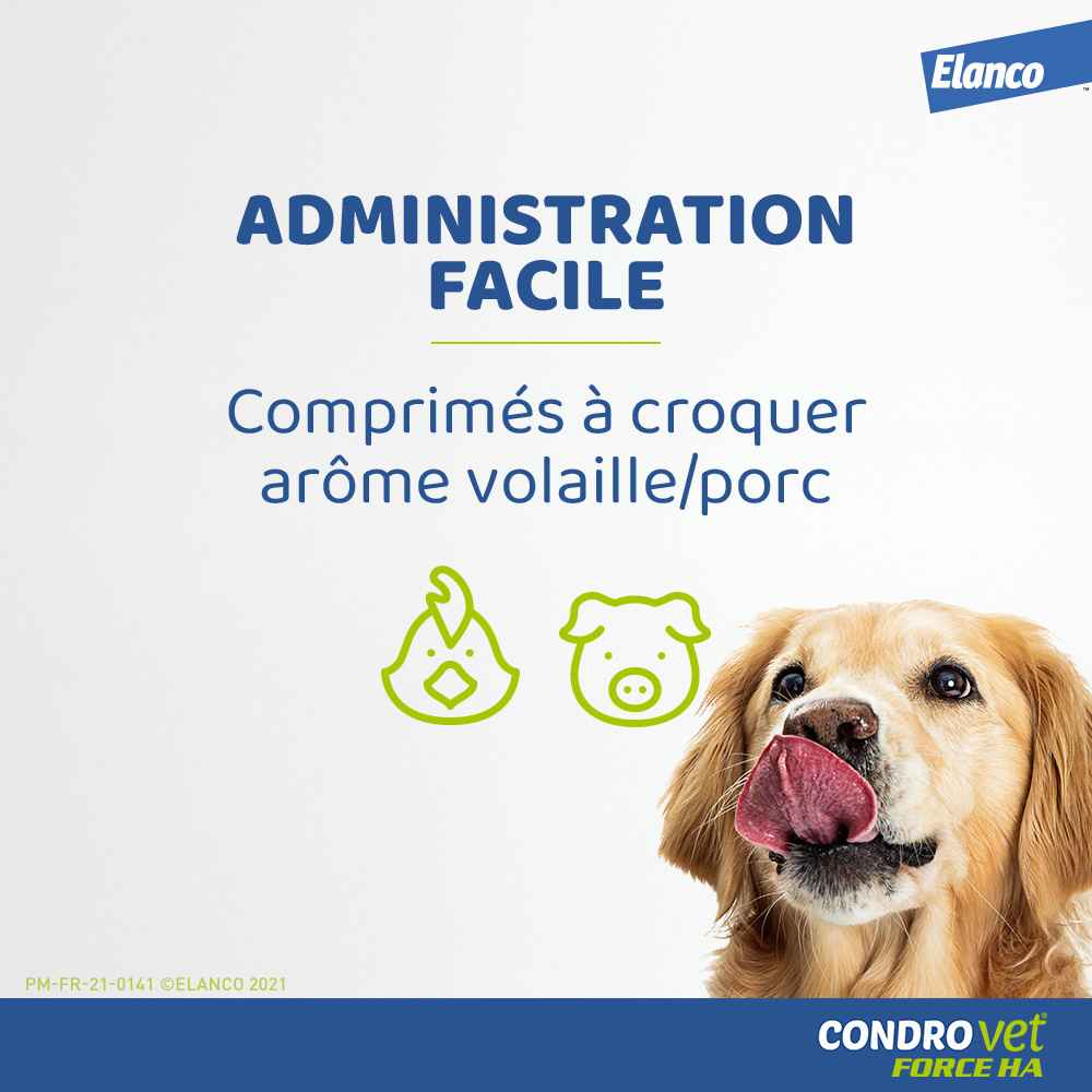 administration chien